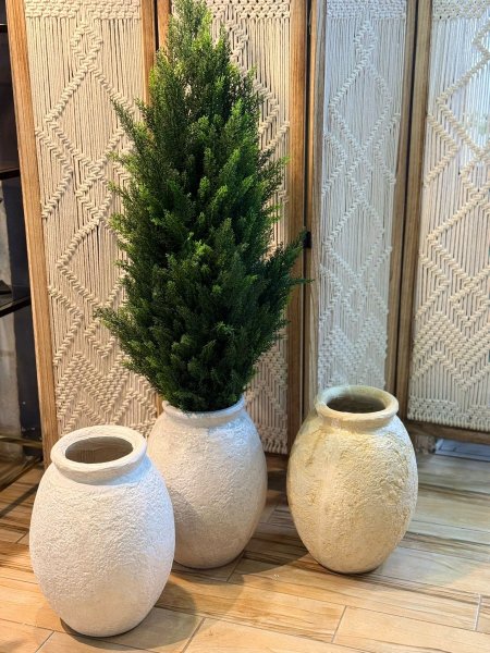 قواره زيتونه فردي