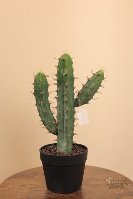 نبتة صبار 0123-7